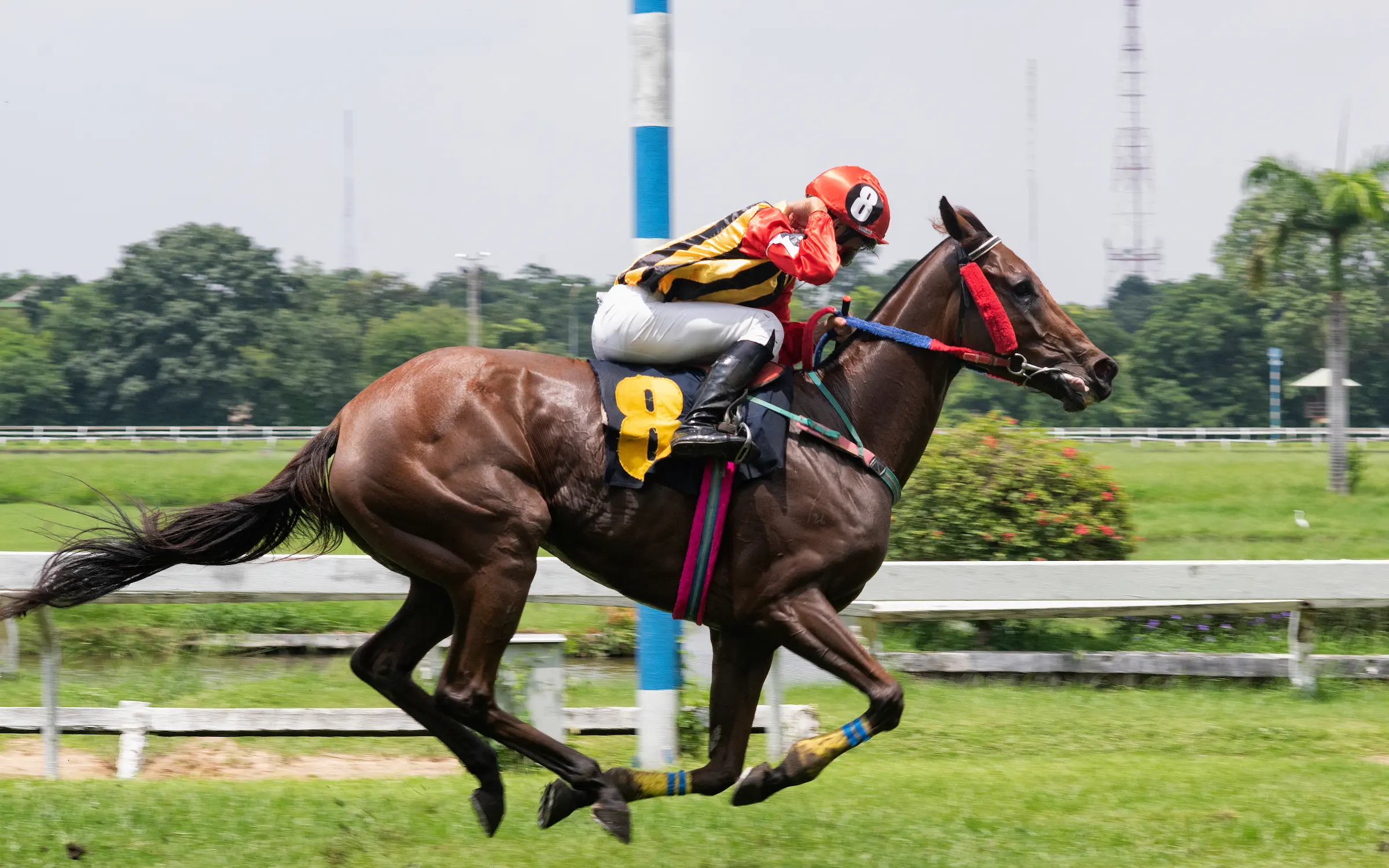 race-horse-jockey-jumping-hurdle